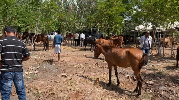 Dari 104 Kuda di Penampungan Mamboro, Puluhan Teridentifikasi dari Sumba Timur