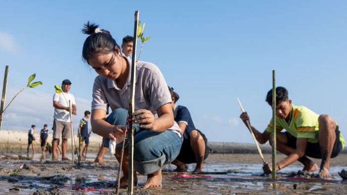 Dari Tapak Sumba, Menanam Mangrove untuk Keadilan Ekologis Antargenerasi